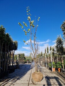 Cercis siliquastrum 350-400 cm WRB multi-stem - image 4