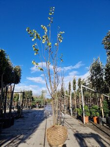 Cercis siliquastrum 350-400 cm WRB multi-stem - image 5