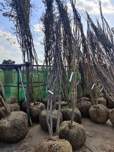 Cercis siliquastrum 350-400 cm WRB multi-stem - image 8