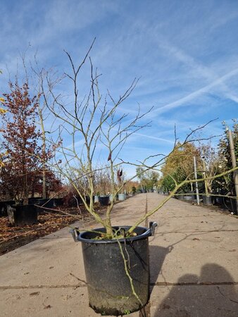 Cercis siliquastrum 80-100 cm container