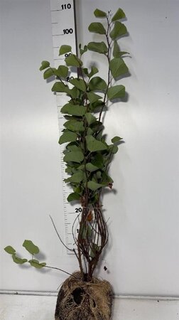 Cercis siliquastrum 80-100 cm met kluit