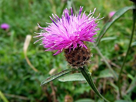 Centaurea scabiosa geen maat specificatie 0,55L/P9cm