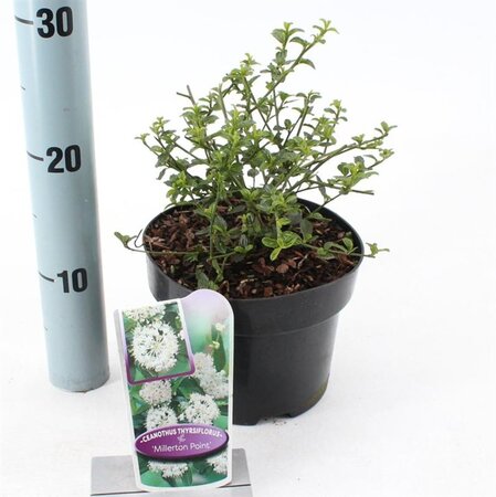 Ceanothus thyr. 'Millerton Point' 25-30 cm cont. 2,0L - afbeelding 1