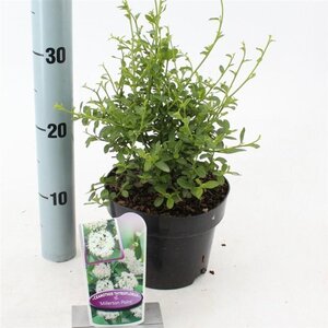 Ceanothus thyr. 'Millerton Point' 25-30 cm cont. 2,0L - afbeelding 3