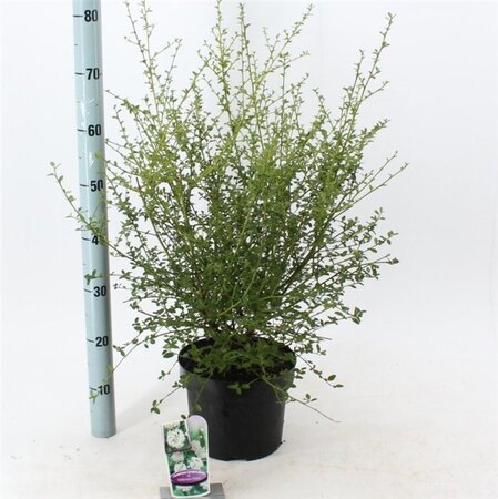 Ceanothus thyr. 'Millerton Point' 30-40 cm cont. 5,0L - afbeelding 1