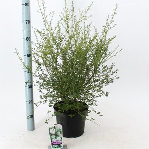 Ceanothus thyr. 'Millerton Point' 30-40 cm cont. 5,0L