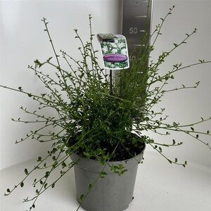 Ceanothus thyr. 'Millerton Point' 30-40 cm cont. 5,0L - afbeelding 2