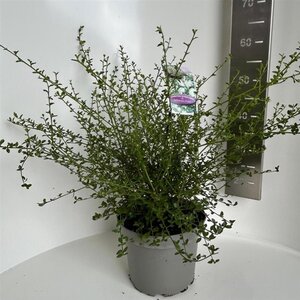 Ceanothus thyr. 'Millerton Point' 30-40 cm cont. 5,0L - afbeelding 3