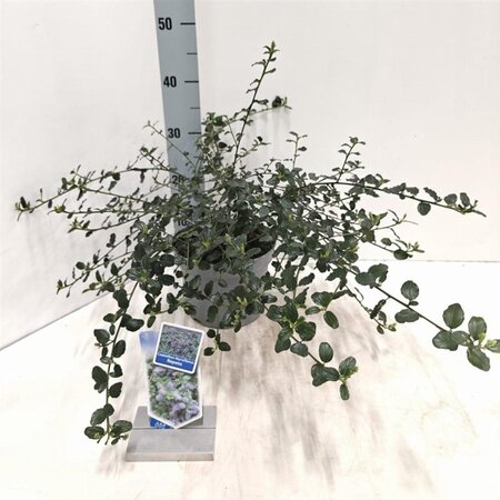 Ceanothus thyrsiflorus repens 25-30 cm cont. 3,0L - afbeelding 5