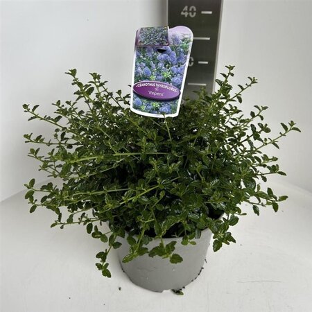 Ceanothus thyrsiflorus repens 30-40 cm cont. 5,0L - afbeelding 3
