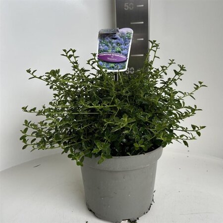 Ceanothus thyrsiflorus repens 30-40 cm cont. 5,0L - afbeelding 4