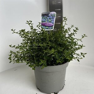 Ceanothus thyrsiflorus repens 30-40 cm cont. 5,0L - afbeelding 4