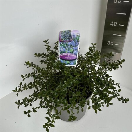 Ceanothus thyrsiflorus repens 30-40 cm cont. 5,0L - afbeelding 5