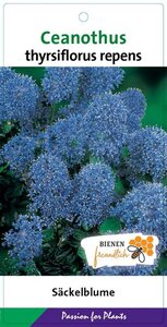 Ceanothus thyrsiflorus repens 30-40 cm cont. 5,0L