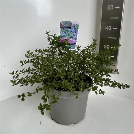 Ceanothus thyrsiflorus repens 30-40 cm cont. 5,0L - afbeelding 6