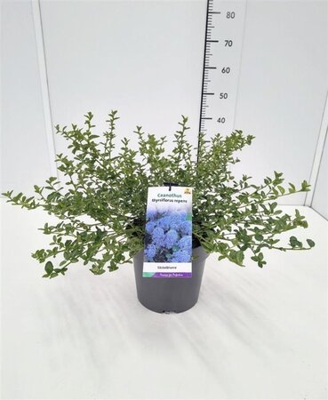 Ceanothus thyrsiflorus repens 30-40 cm cont. 5,0L - afbeelding 2