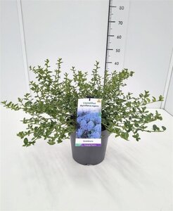 Ceanothus thyrsiflorus repens 30-40 cm cont. 5,0L - afbeelding 2