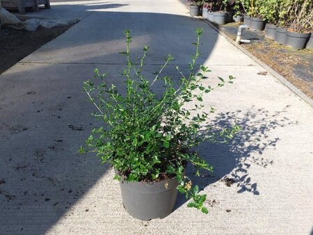 Ceanothus thyrsiflorus repens 40-50 cm cont. 10L - afbeelding 1