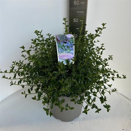Ceanothus thyrsiflorus repens 40-50 cm cont. 10L - afbeelding 2