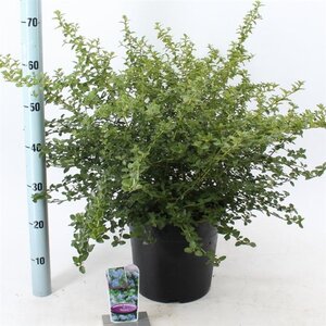 Ceanothus thyrsiflorus repens 40-50 cm cont. 10L - afbeelding 3