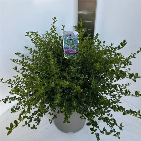Ceanothus thyrsiflorus repens 40-50 cm cont. 10L - afbeelding 4