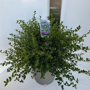 Ceanothus thyrsiflorus repens 40-50 cm cont. 10L - afbeelding 4