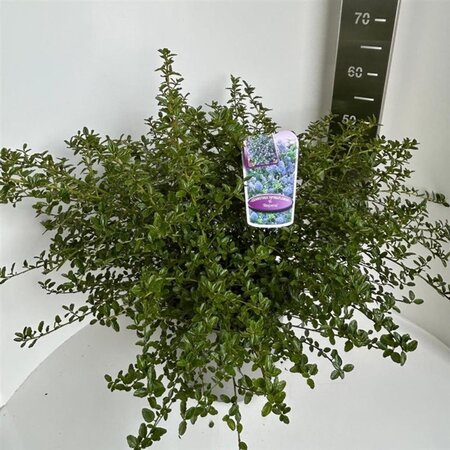 Ceanothus thyrsiflorus repens 40-50 cm cont. 10L - afbeelding 6