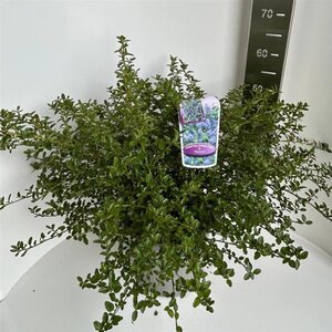Ceanothus thyrsiflorus repens 40-50 cm cont. 10L - afbeelding 6