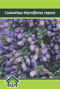 Ceanothus thyrsiflorus repens geen maat specificatie cont. 3,0L