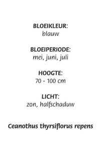 Ceanothus thyrsiflorus repens geen maat specificatie cont. 3,0L - afbeelding 2