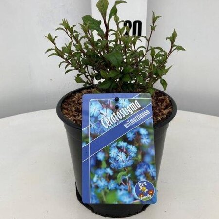 Ceratostigma willmottianum 25-30 cm cont. 2,0L - afbeelding 1