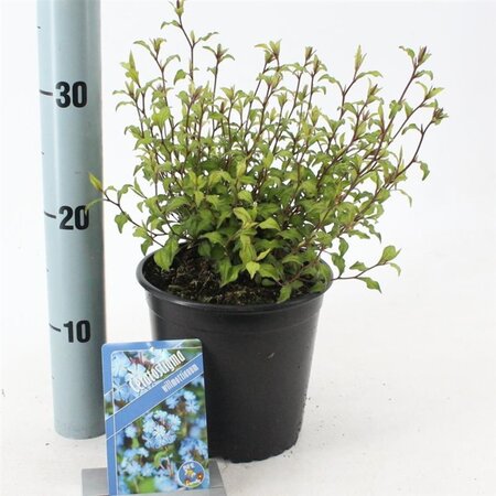 Ceratostigma willmottianum 25-30 cm cont. 2,0L - afbeelding 2