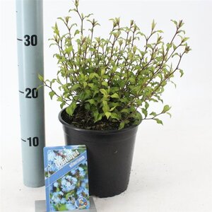 Ceratostigma willmottianum 25-30 cm cont. 2,0L - afbeelding 2