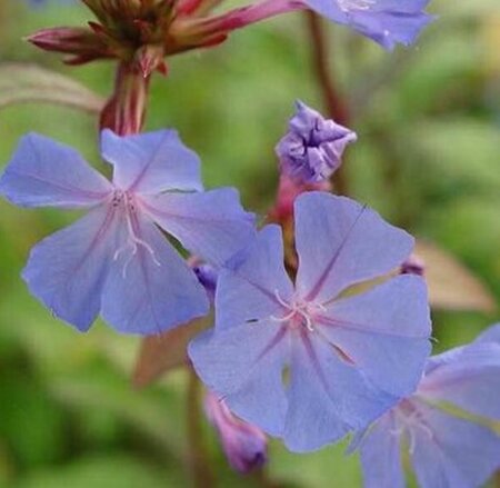 Ceratostigma willmottianum geen maat specificatie 0,55L/P9cm