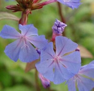 Ceratostigma willmottianum geen maat specificatie 0,55L/P9cm