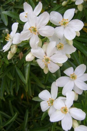 Choisya 'Aztec Pearl' 25-30 cm cont. 3,0L - afbeelding 2