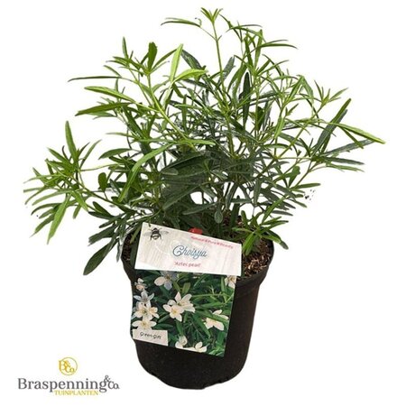 Choisya 'Aztec Pearl' 25-30 cm cont. 3,0L - afbeelding 4