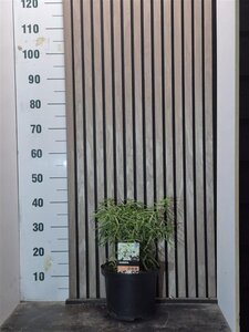 Choisya 'Aztec Pearl' 30-40 cm cont. 5,0L - afbeelding 7