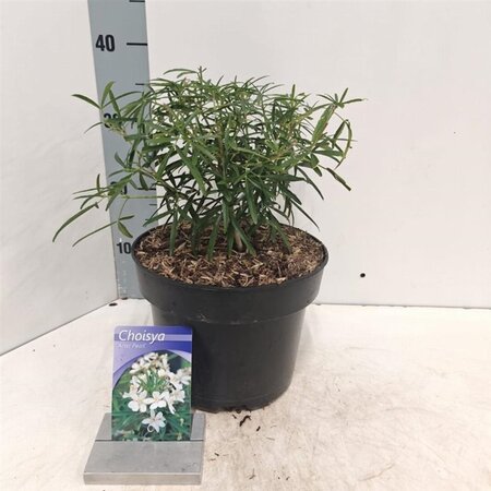 Choisya 'Aztec Pearl' 30-40 cm cont. 5,0L - afbeelding 8