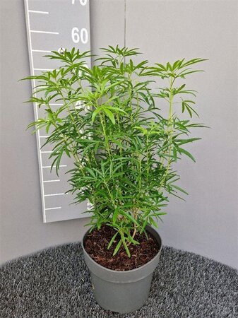 Choisya 'Aztec Pearl' 30-40 cm cont. 5,0L - afbeelding 4