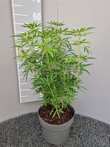 Choisya 'Aztec Pearl' 30-40 cm cont. 5,0L - afbeelding 4