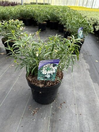 Choisya 'Aztec Pearl' 30-40 cm cont. 5,0L - afbeelding 6