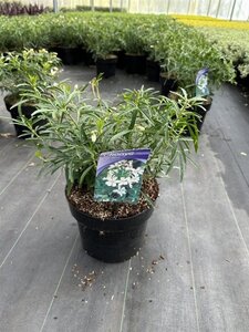 Choisya 'Aztec Pearl' 30-40 cm cont. 5,0L - afbeelding 6