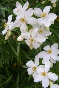 Choisya 'Aztec Pearl' 60-80 cm met kluit - afbeelding 2