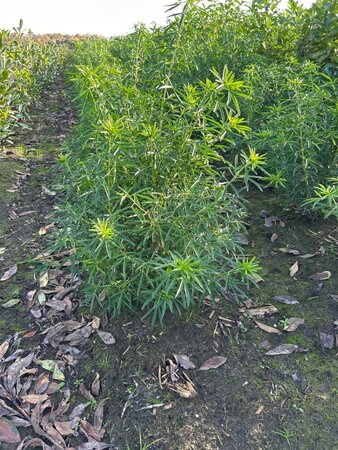 Choisya 'Aztec Pearl' 60-80 cm met kluit - afbeelding 6