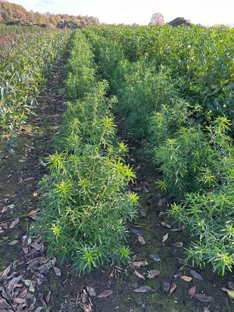 Choisya 'Aztec Pearl' 60-80 cm met kluit - afbeelding 7