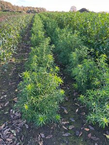 Choisya 'Aztec Pearl' 60-80 cm met kluit - afbeelding 7