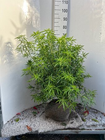 Choisya 'Aztec Pearl' 60-80 cm met kluit - afbeelding 5