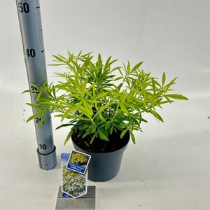 Choisya Goldfingers 25-30 cm cont. 3,0L