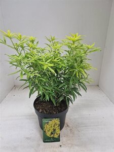 Choisya Goldfingers 25-30 cm cont. 3,0L - afbeelding 2